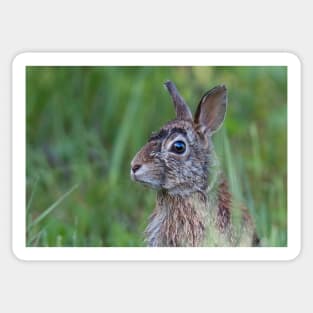 Wild rabbit in the meadow Sticker